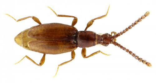 Chevrolatia raymondi